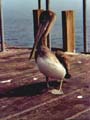 Pelikan auf dem Pier in St. Barbara