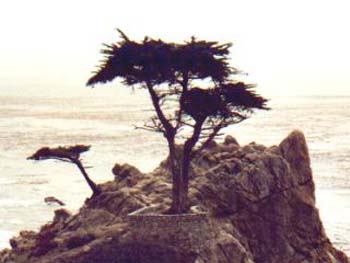 "The lone cypress" auf dem 17Mile-Drive