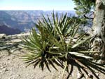 Kaktus im Grand Canyon NP