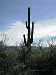 Saguaro Kaktus