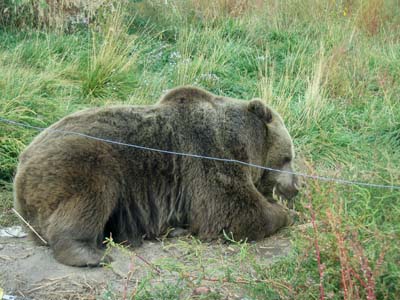 Grizzly Bär