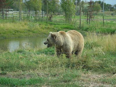 Grizzly Bär